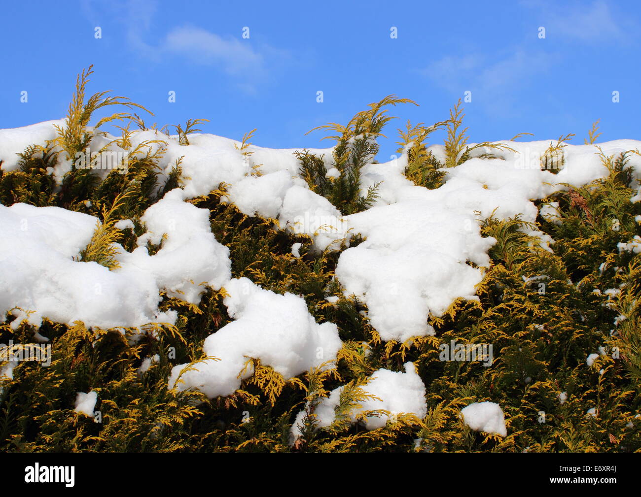 Evergreen thuja hedge background with snow and sky Stock Photo