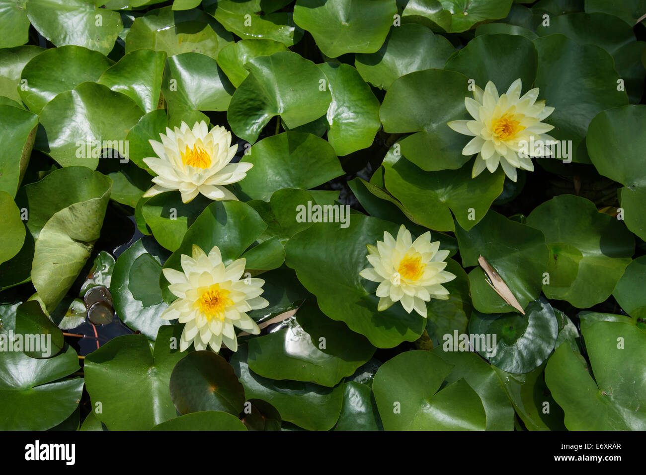 Lily flowers peek out from among lily pads. Stock Photo