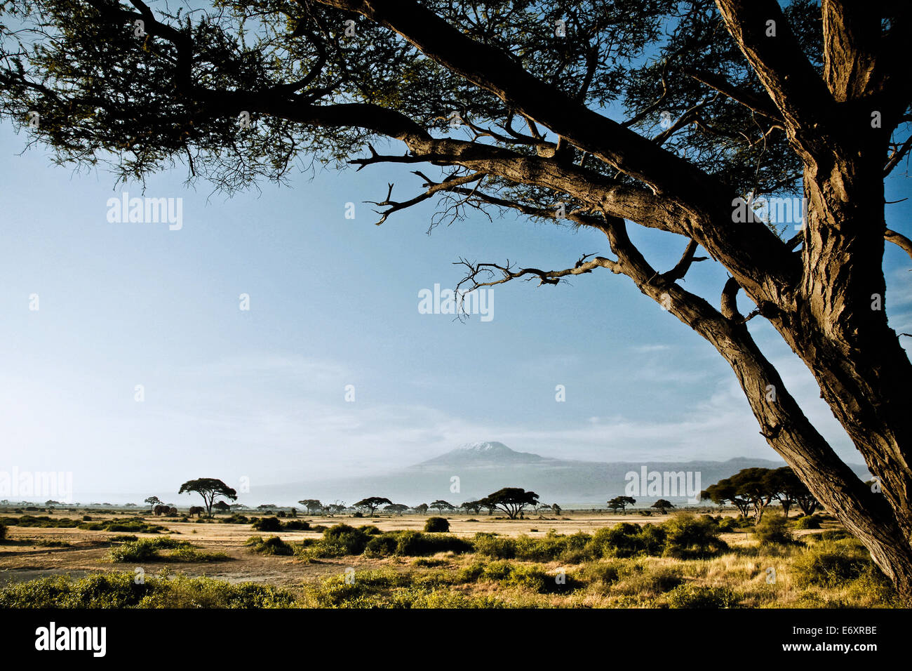 View across the savanne of the Amboseli National park towards Kilimanjaro, Kenya, Africa Stock Photo