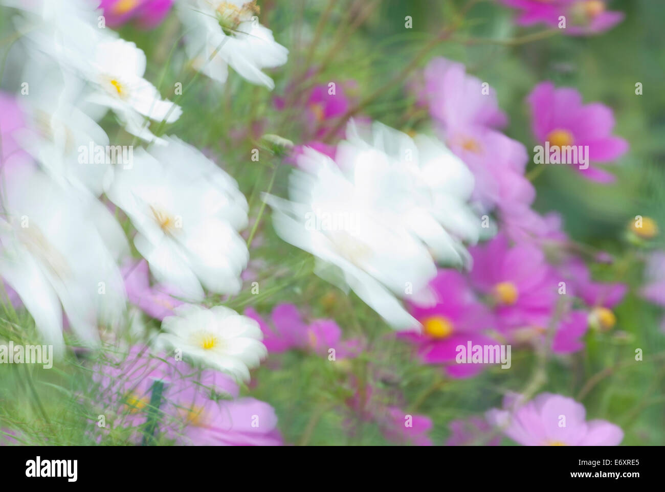 Garden anemones blowing in the wind Stock Photo