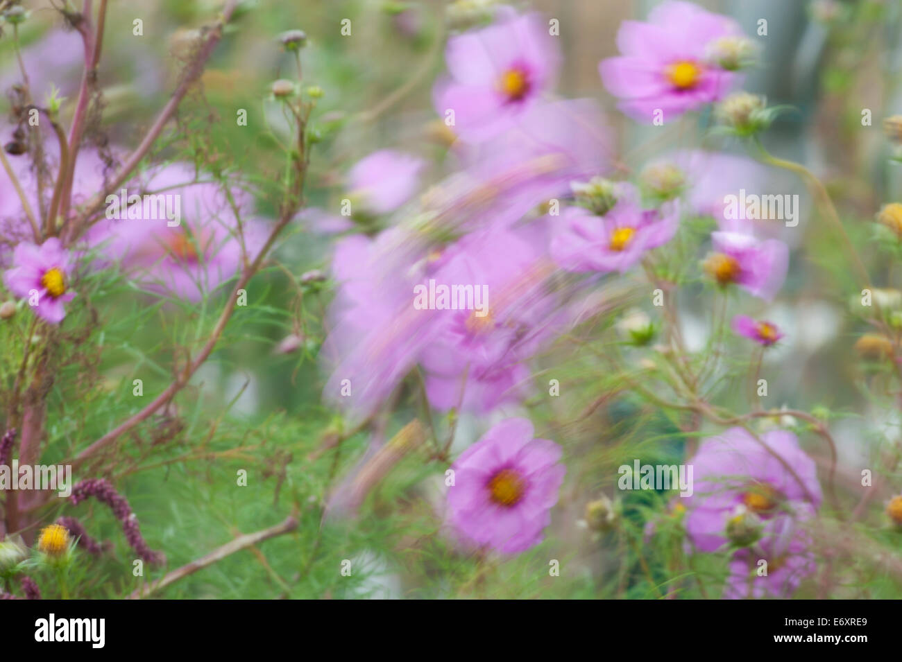 Garden anemones blowing in the wind Stock Photo