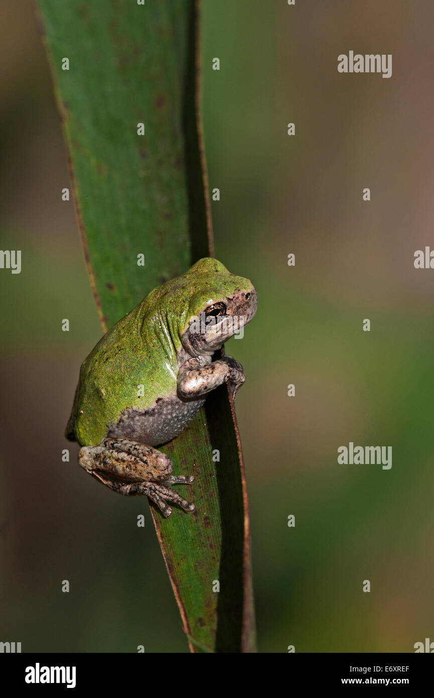 Gray tree frog (Dryophytes versicolor) on leaf Stock Photo