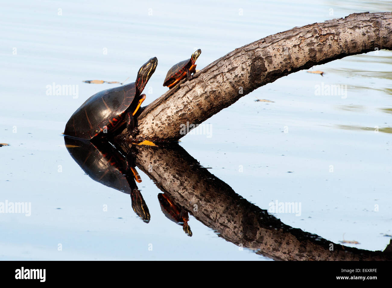 Two painted turtles of different size Stock Photo Alamy