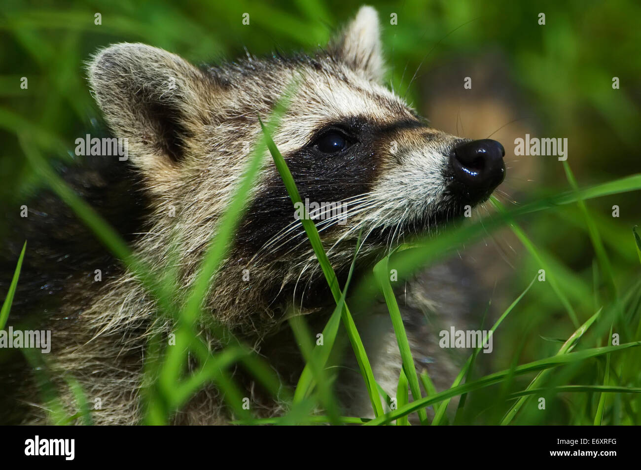 Normal Looking Racoon Racoon up close Stock Photo - Alamy