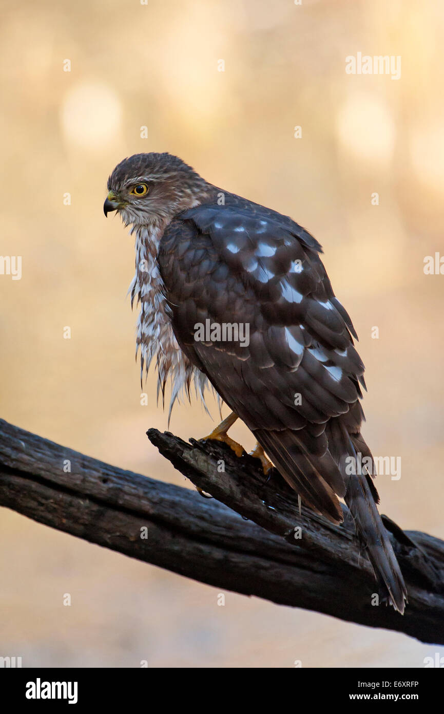 Sharp-shinned hawk after bath Stock Photo - Alamy