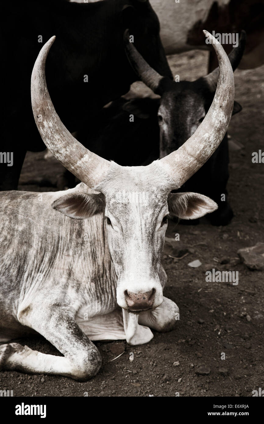 Cattle, Ethiopia Stock Photo