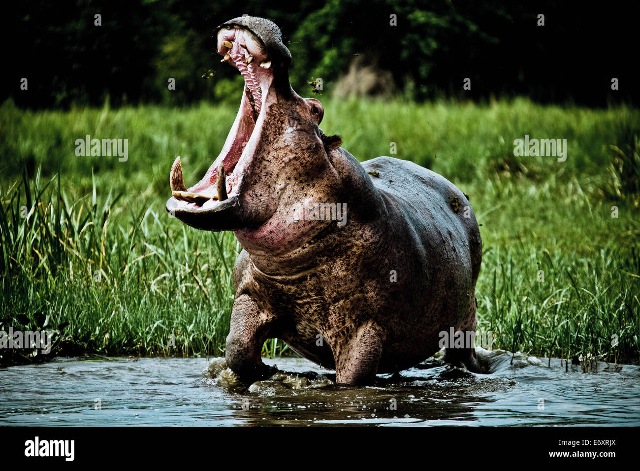 Hippopotamus with threatening grunt on the banks of the white nile, Murchison Falls National Park, Uganda, Africa Stock Photo