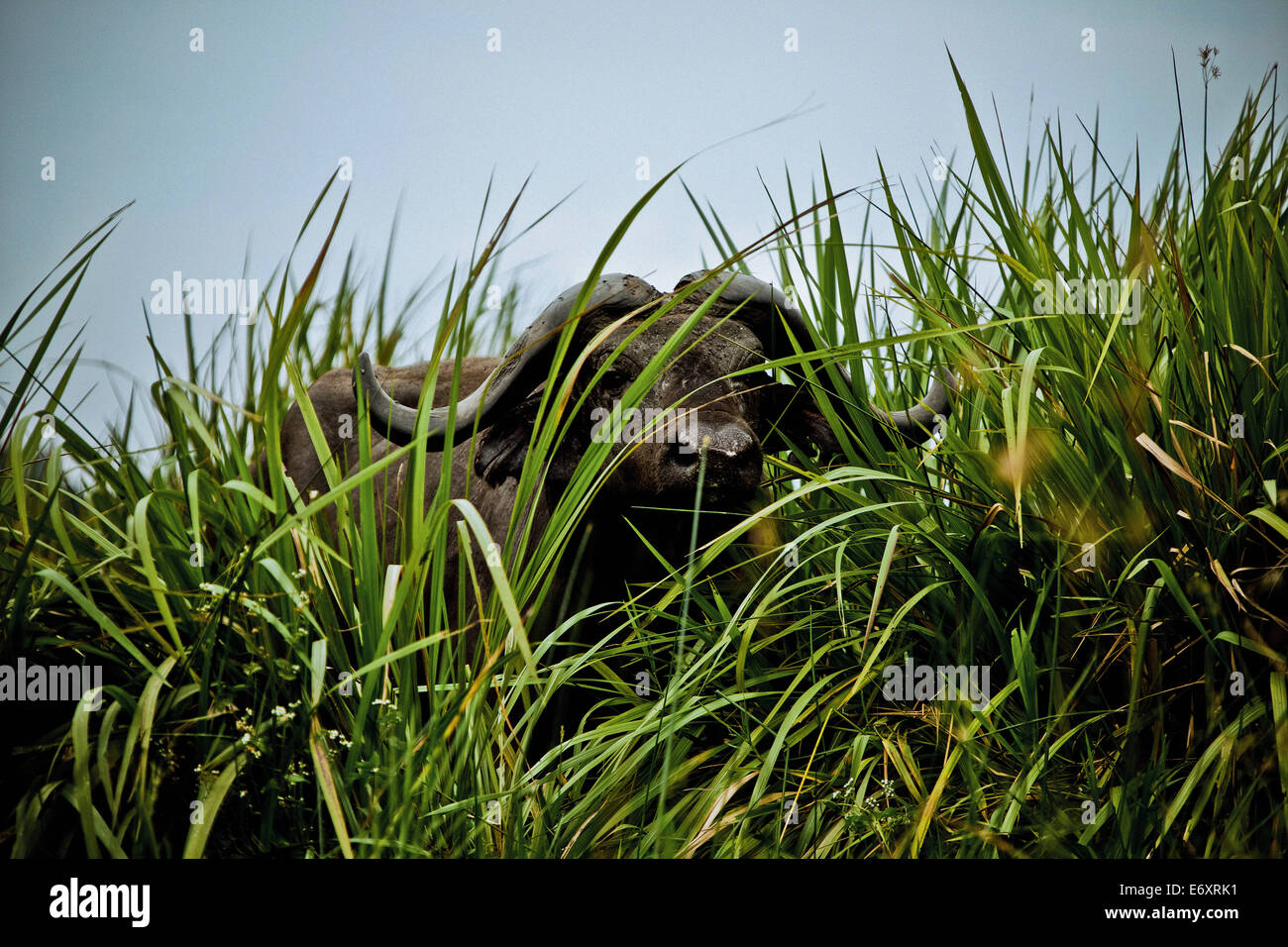 Buffalo in reeds, Murchison Falls National Park, Uganda, Africa Stock Photo