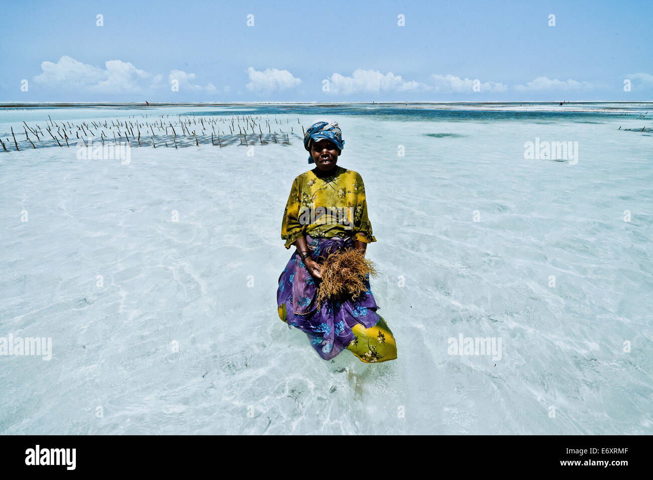 Algae farmer in shallow water, Zanzibar, Tanzania, Africa Stock Photo