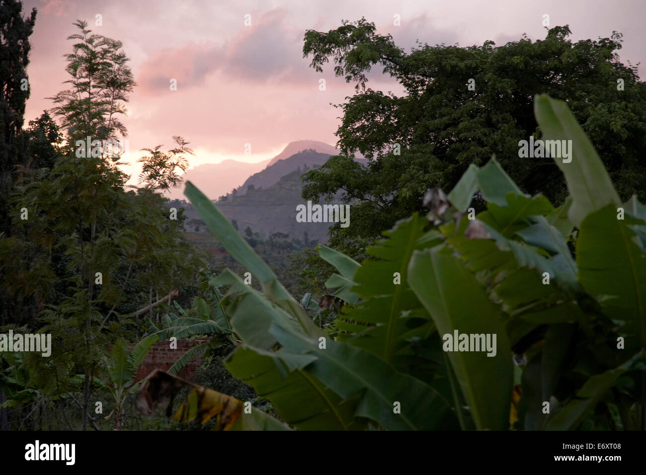 Rainforest, Usambara Mountains, Tanga region, Tanzania Stock Photo