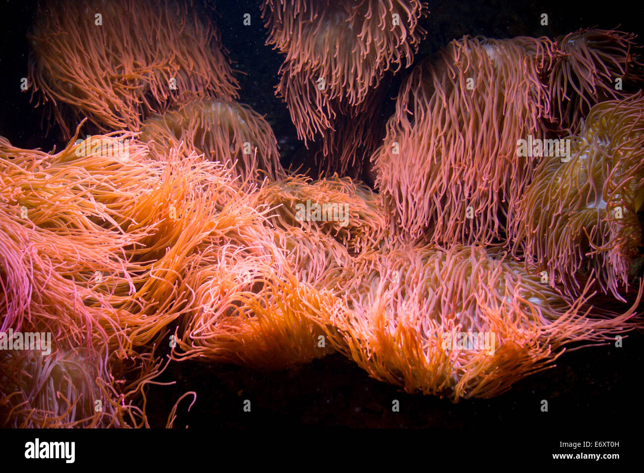 Sea anemones in aquarium of Berlin zoo Stock Photo