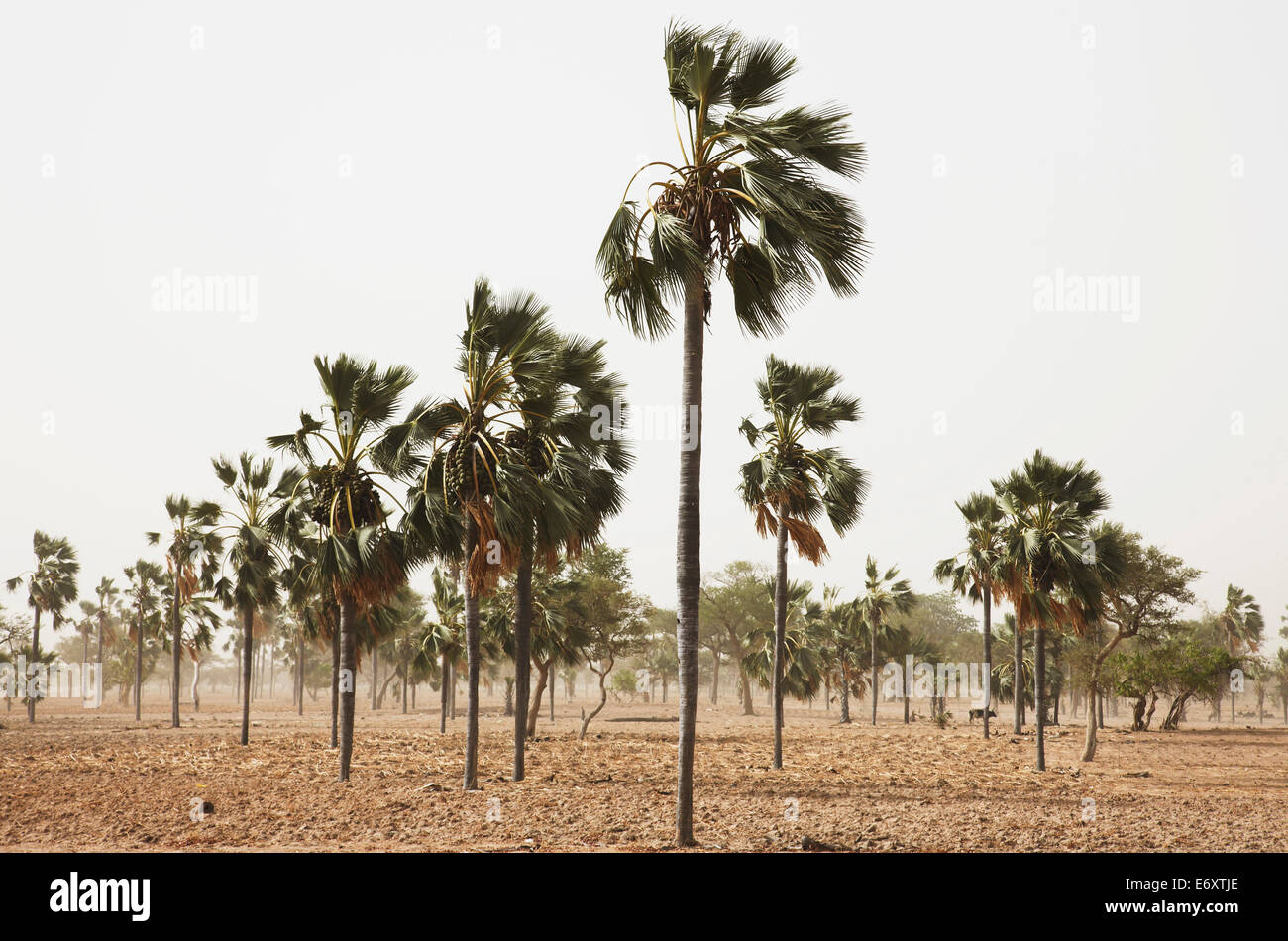 Palm trees in the wind, Dogon land, Mopti region, Mali Stock Photo Alamy