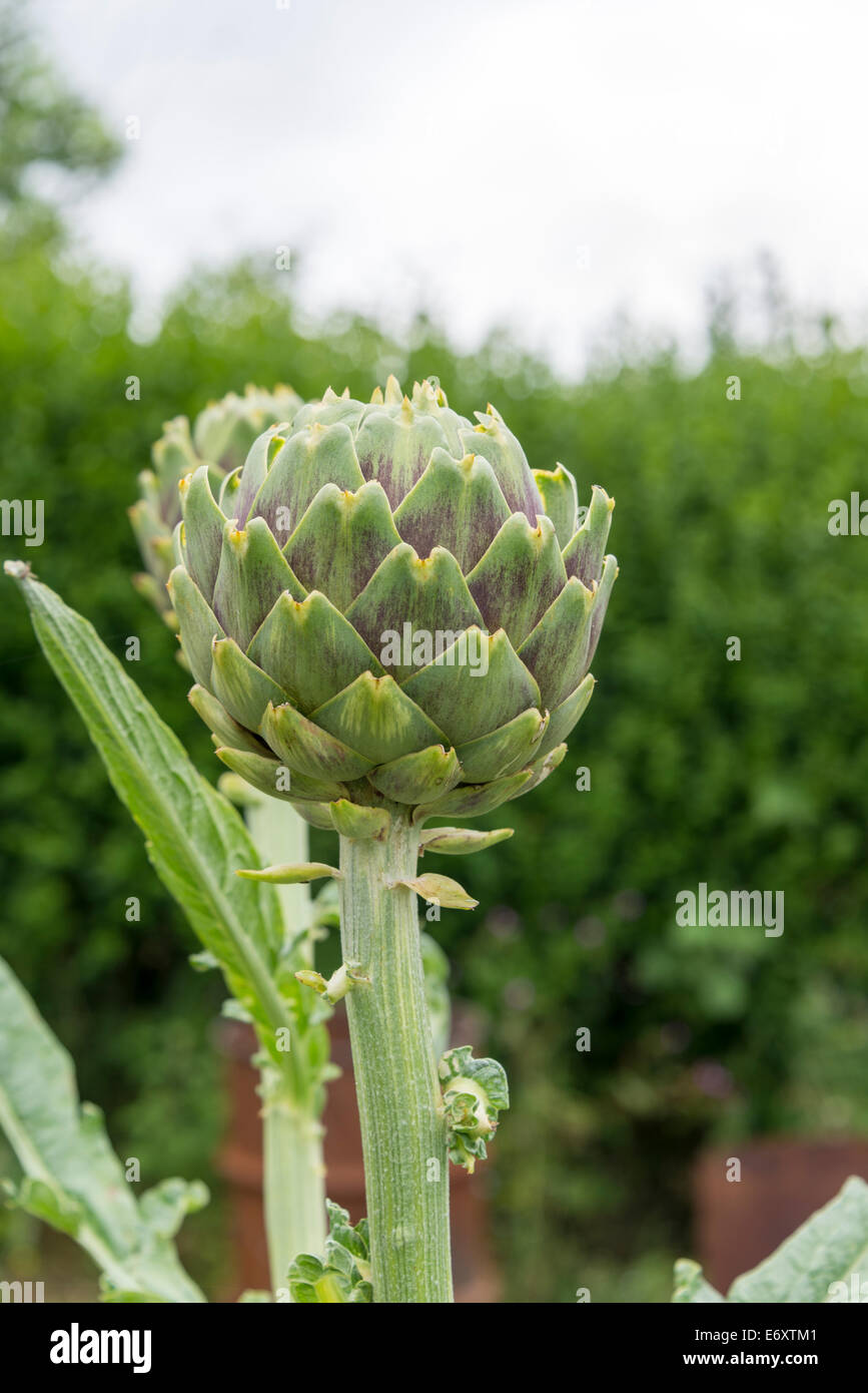Globe artichokes (Cynara scolymus) growing on an allotment in South