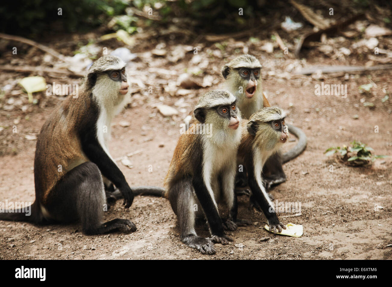 Mona monkeys, Lake Volta, Asuogyaman District, Ghana Stock Photo
