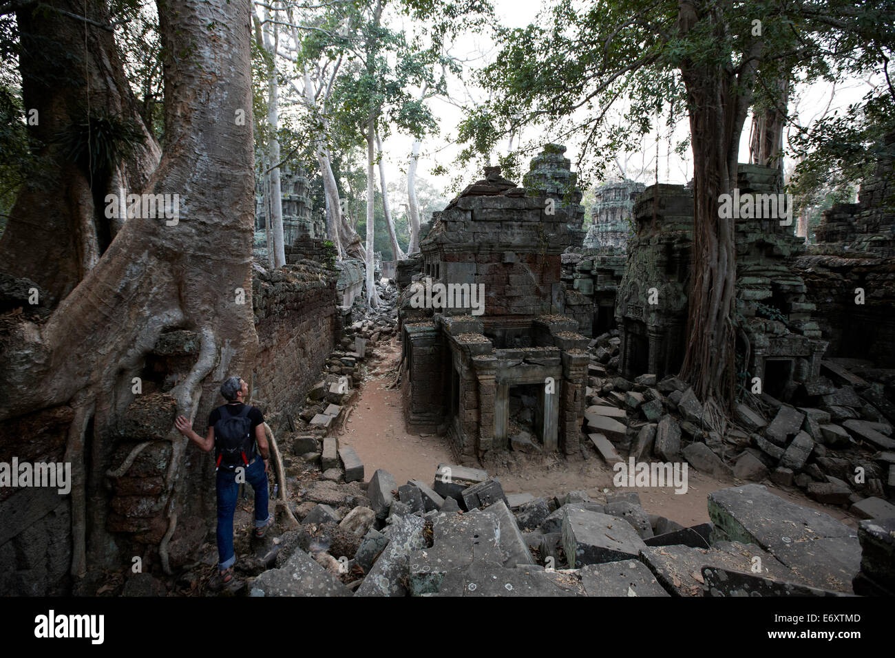Ruin of Ta Prohm temple, Banyan trees, Angkor Archaeological Park, Siem Reap, Cambodia Stock Photo