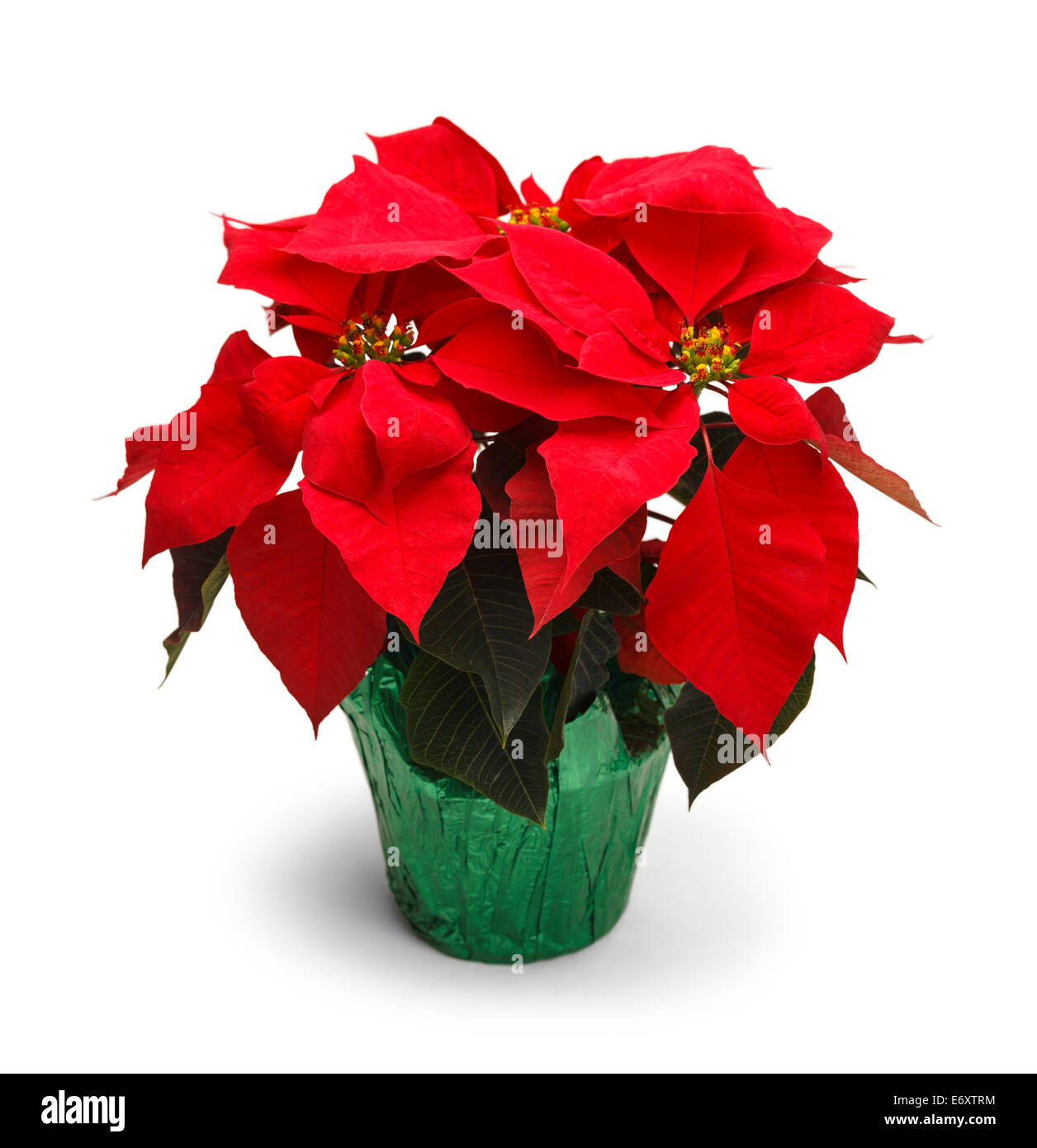 Christmas Poinsettia Plant Isolated on White Background. Stock Photo