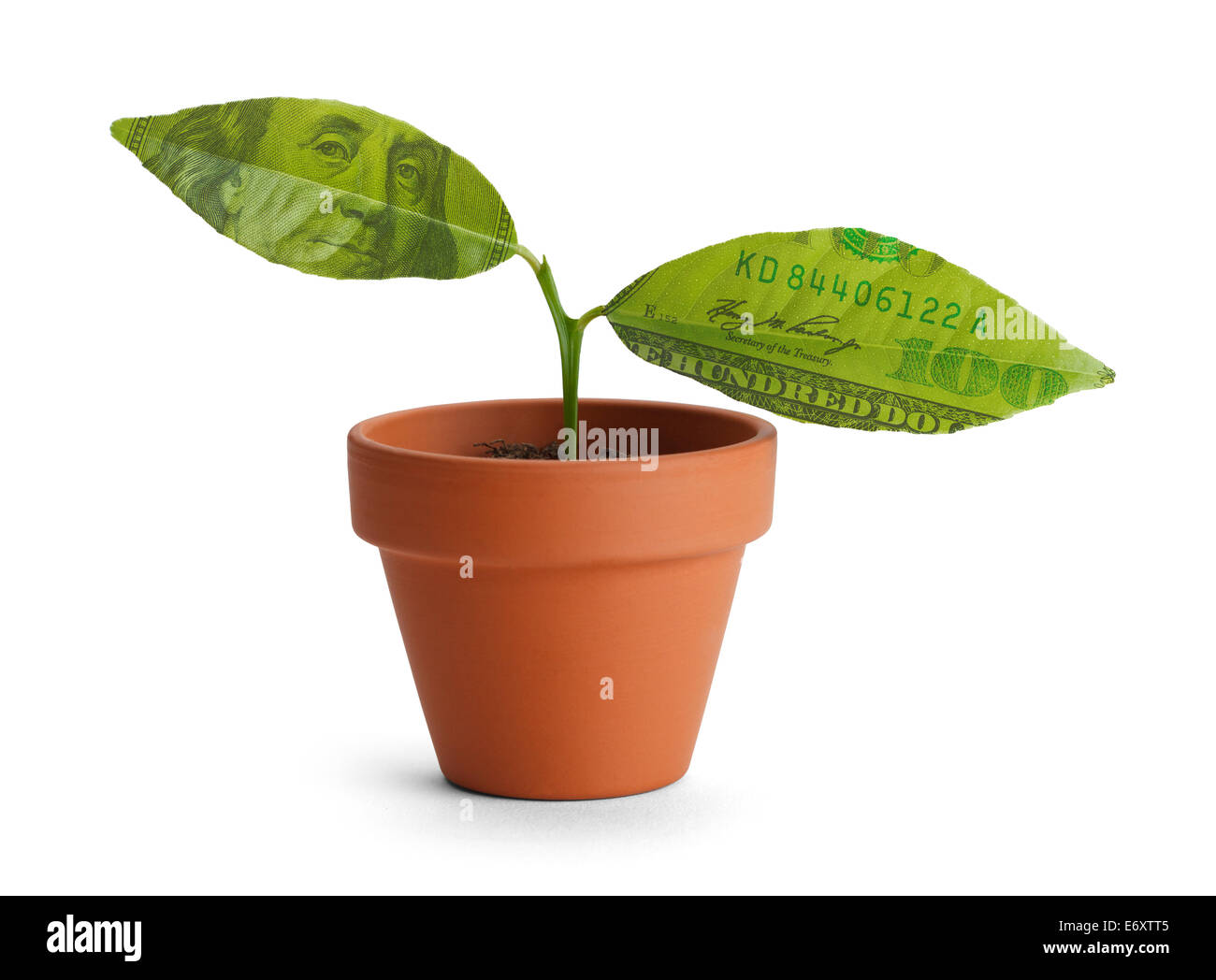 Small tree start with two money leaves in orange pot isolated on white background. Stock Photo