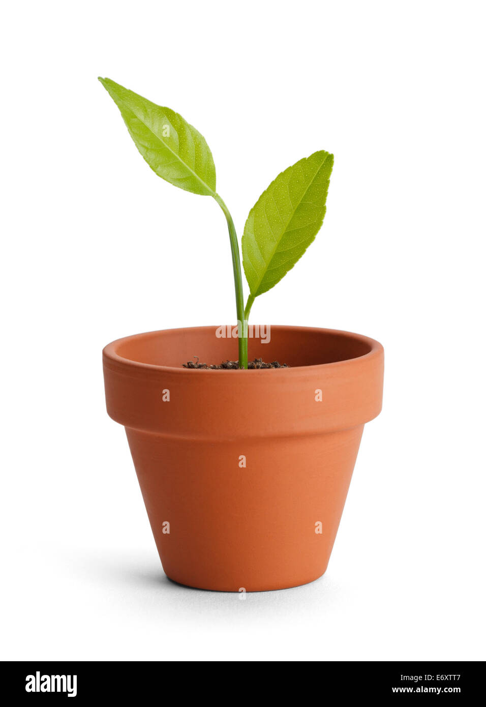 New plant in small orange pot isolated on white background. Stock Photo