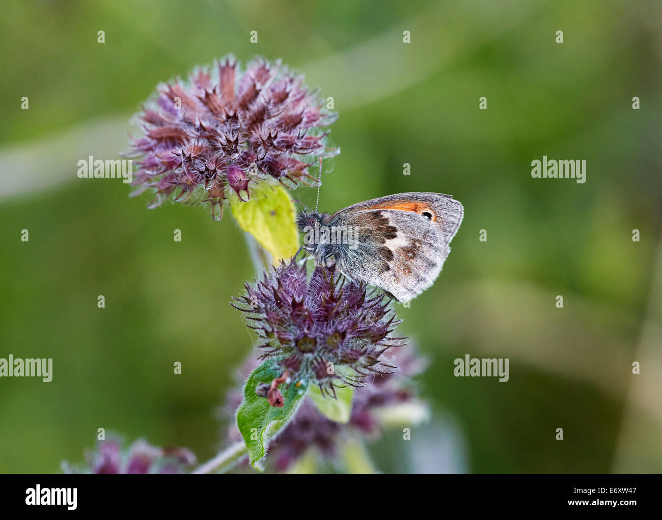 Small Heath butterfly on Wild Basil flower. Blackstone Bottom, near Alfriston, Sussex, England. Stock Photo
