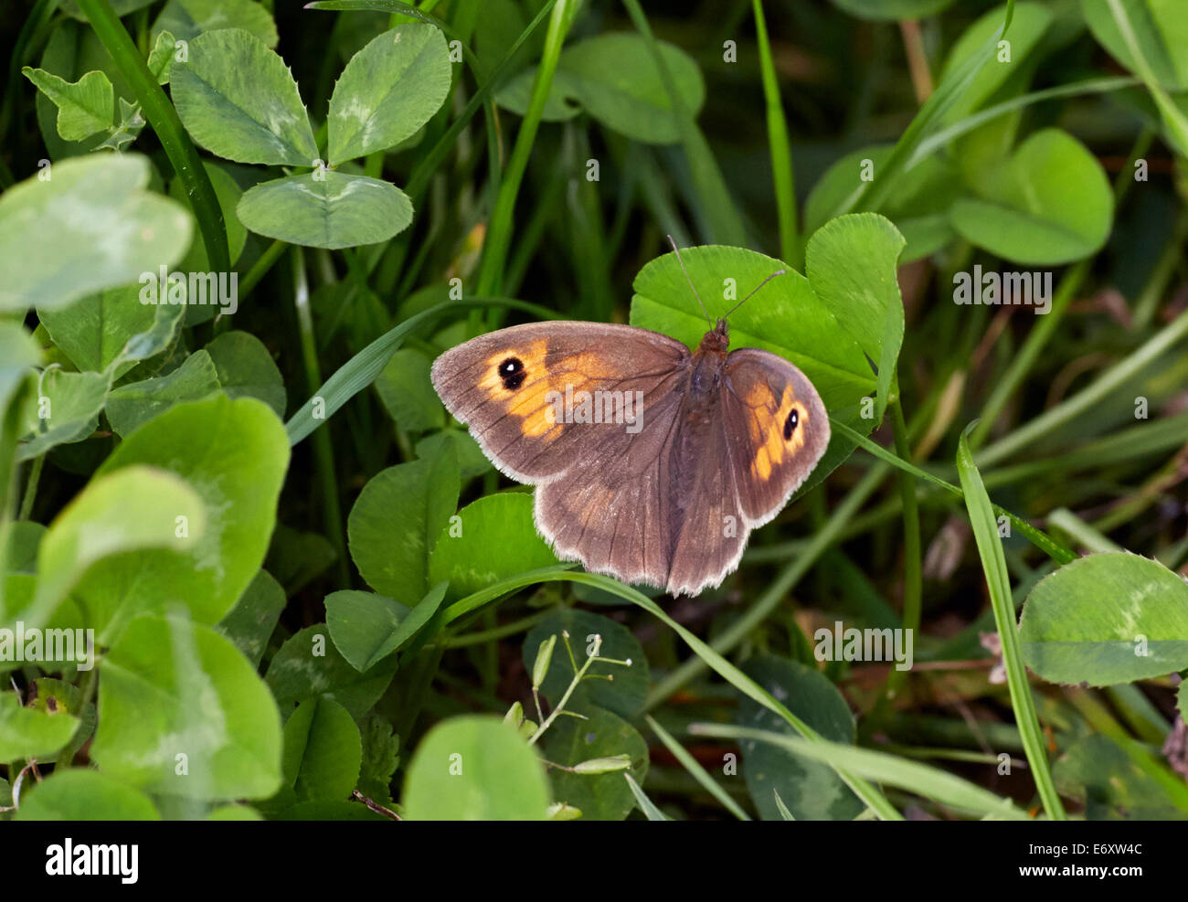 Meadow Brown butterfly (female) at rest on clover.  Blackstone Bottom, near Alfriston, Sussex, England. Stock Photo