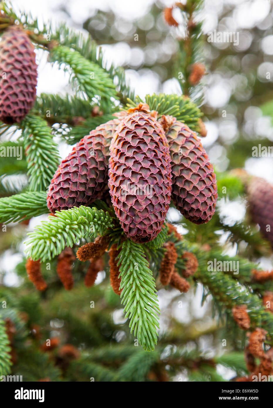 Pine cones from a Picea Likiangensis tree from China Stock Photo