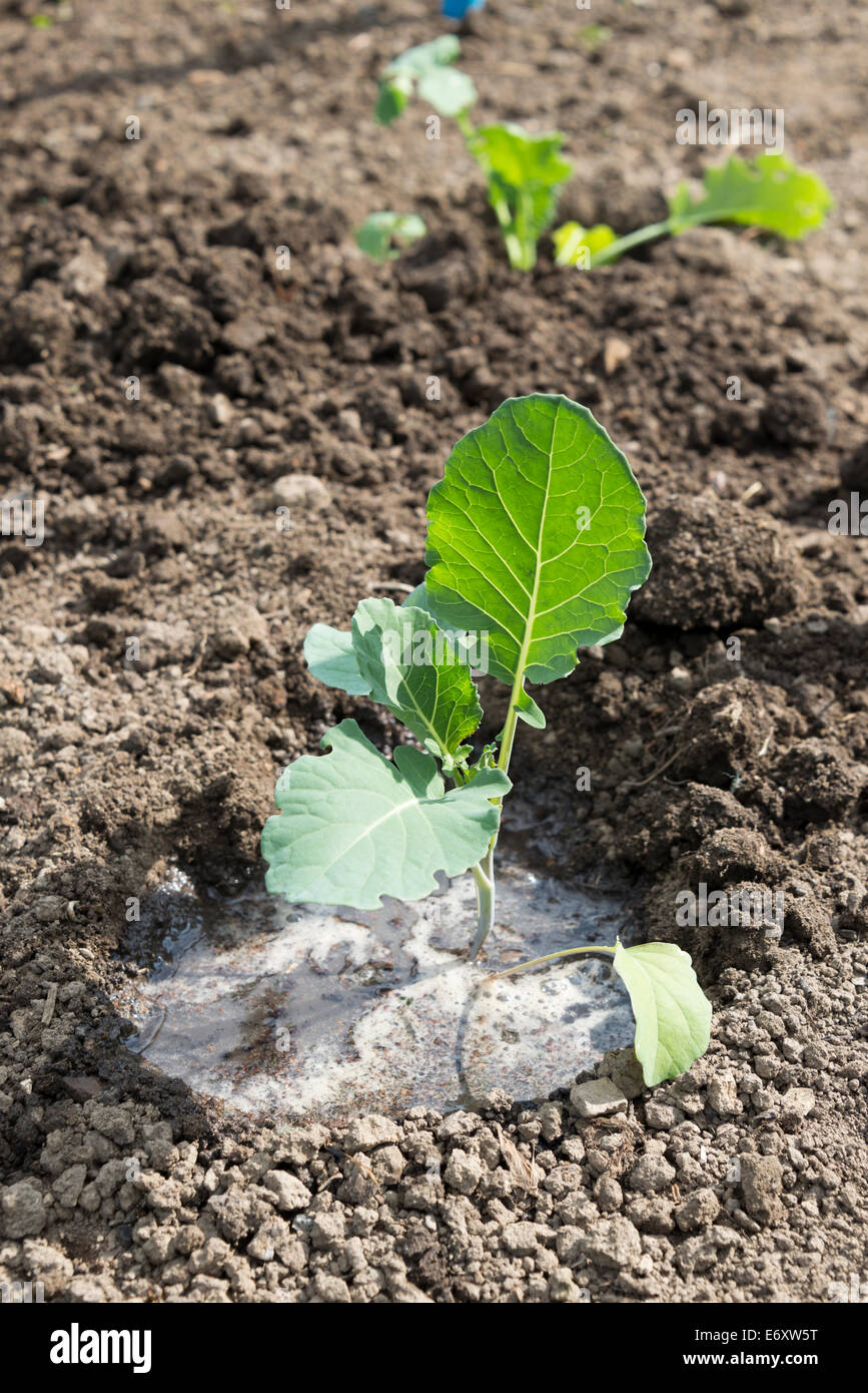 purple sprouting broccoli seedlings purple sprouting broccoli seedlings
