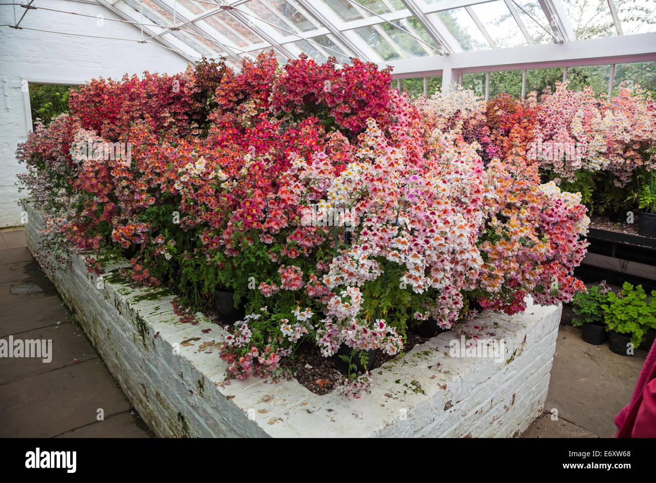 Colourful Schizanthus  flowers in the hot house or greenhouse at Tatton Hall Tatton Park gardens Tatton Cheshire England UK Stock Photo