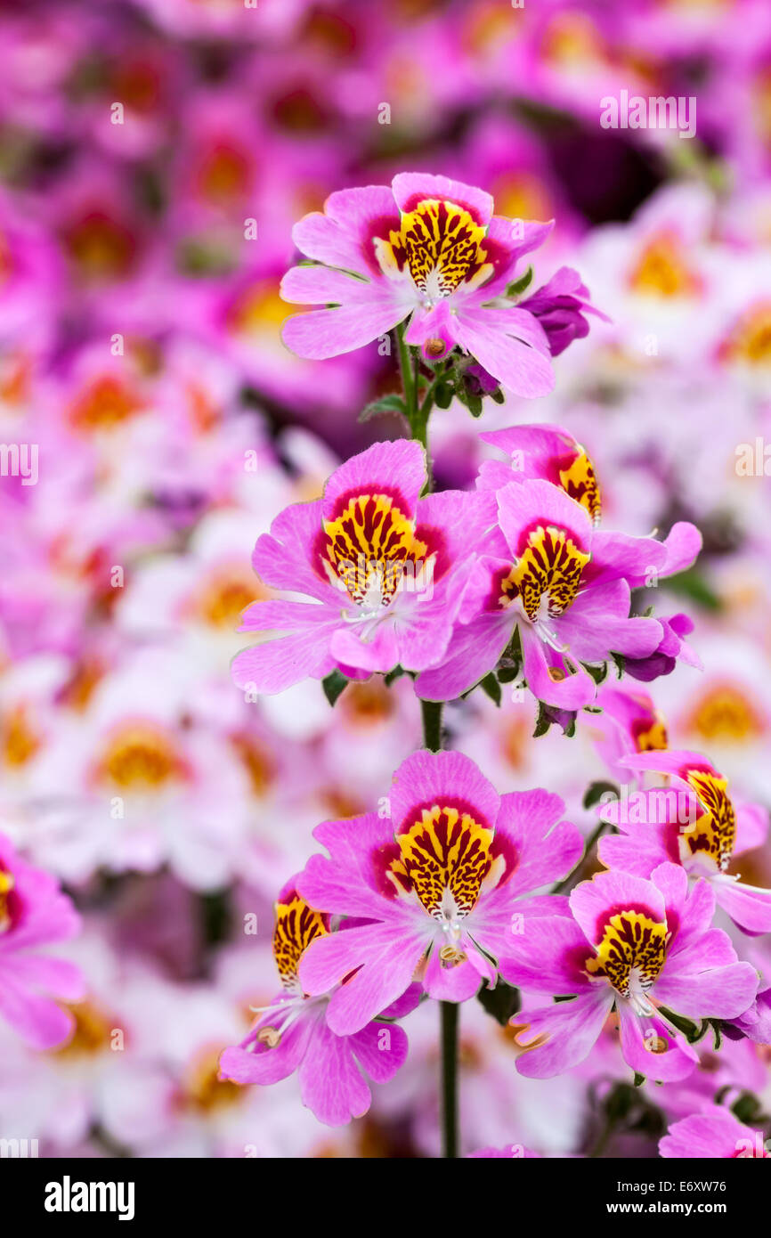 Butterfly flower (Schizanthus) brightly coloured flowers Stock Photo