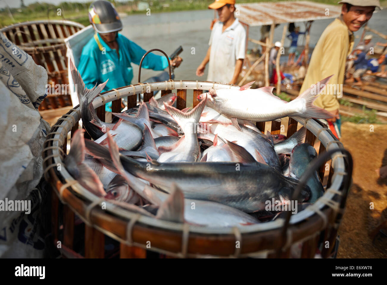Iridescent shark breeding farm at river Mekong, near of Long Xuyen Stock Photo 73119964 Alamy