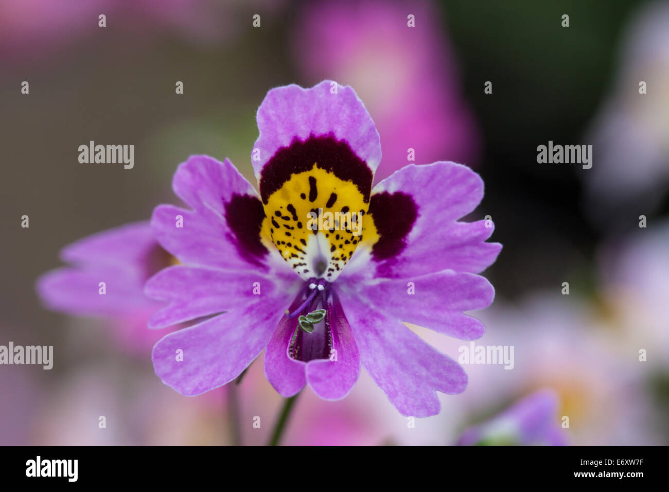 Butterfly flower (Schizanthus) brightly coloured flowers Stock Photo