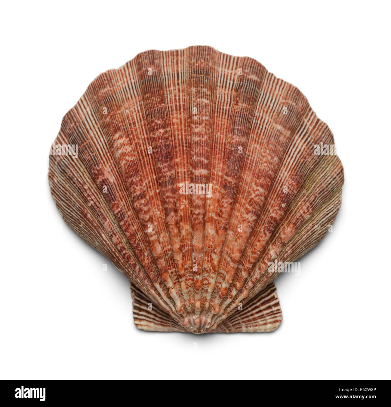 Clam shell Cut Out Stock Images & Pictures - Alamy