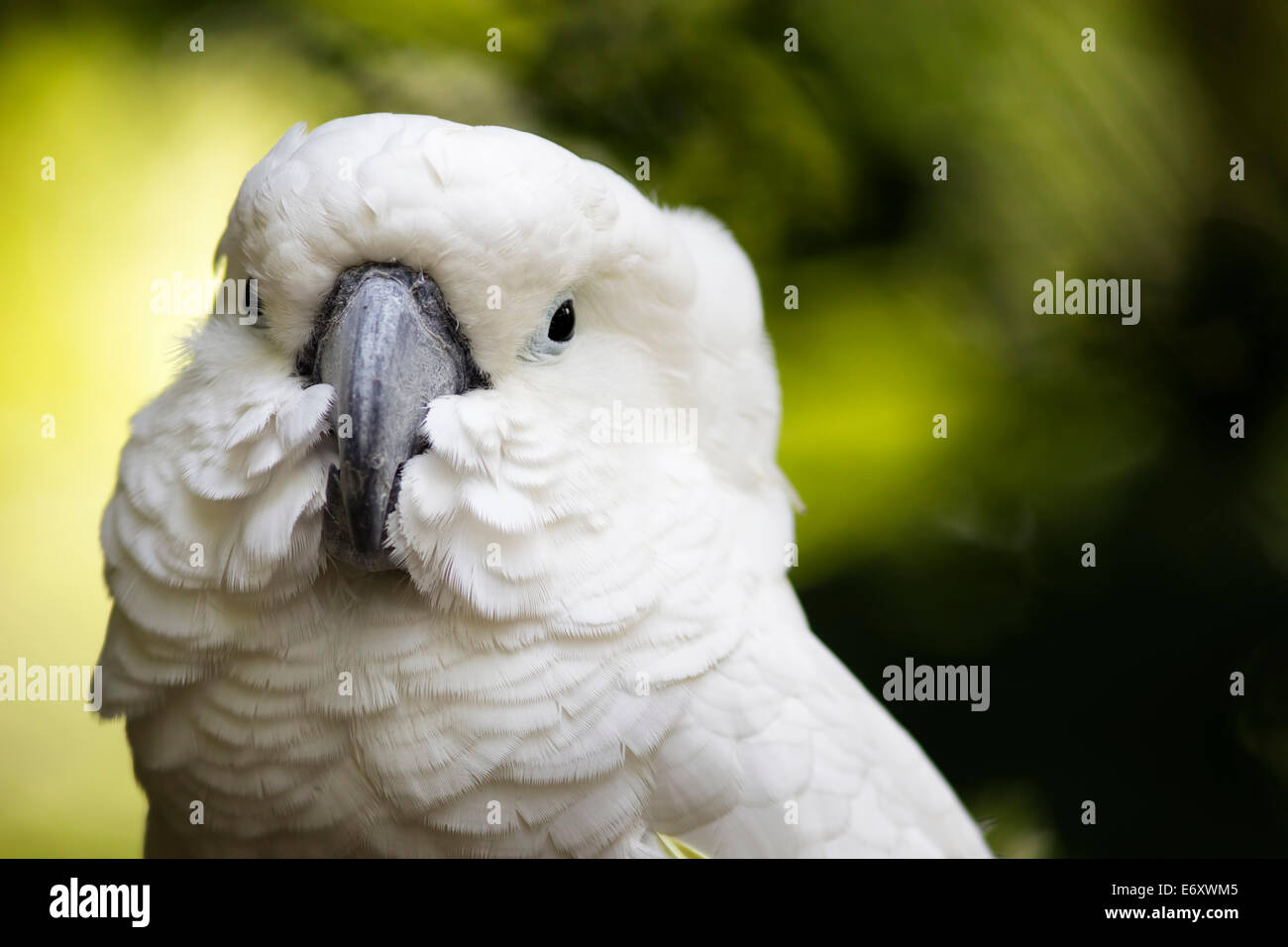 A closeup detailed view of a cockatoo's face with feathers fluffed out Stock Photo Alamy
