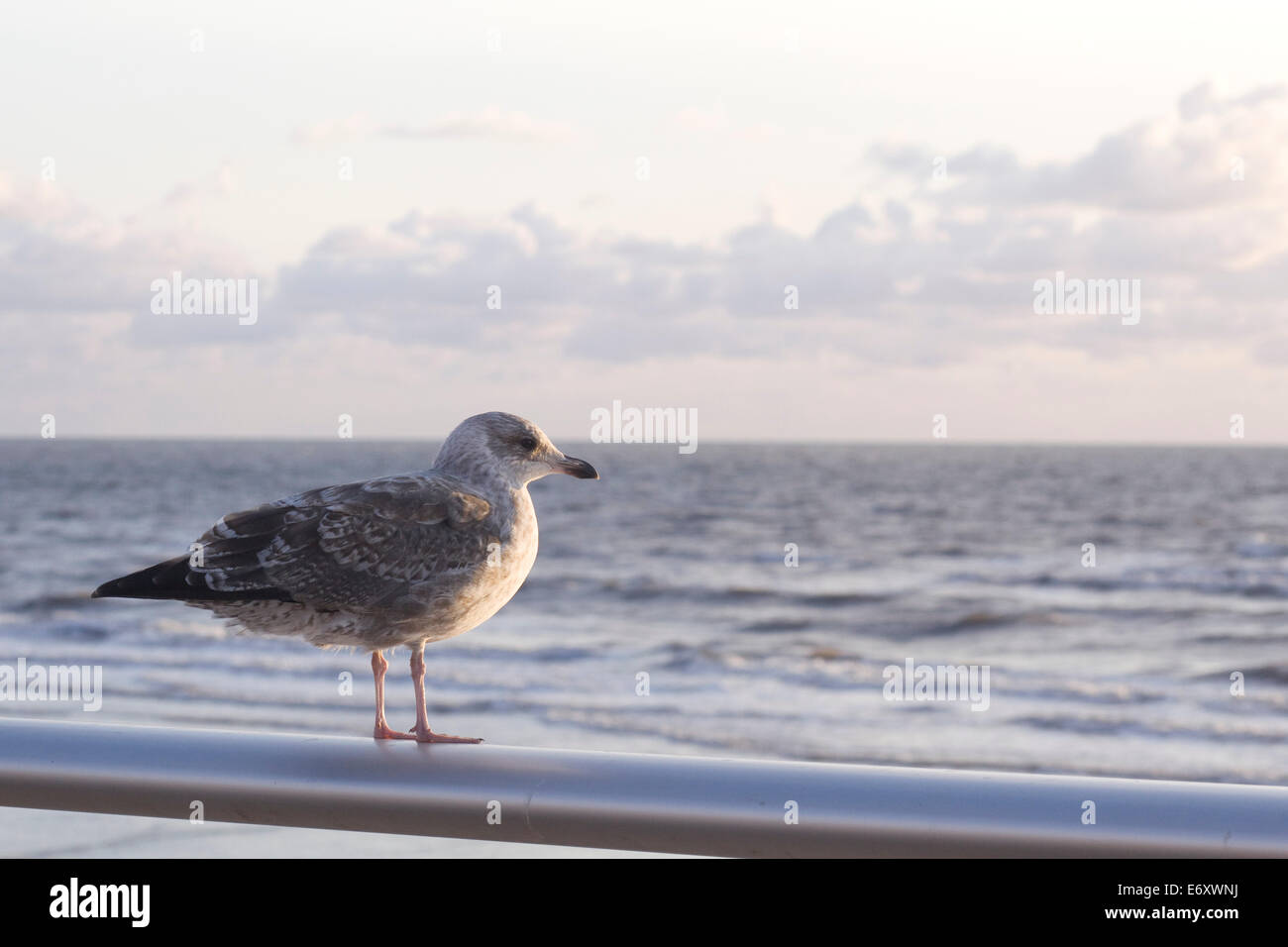 Seagull on a pole Looking out to sea Larus canus Stock Photo