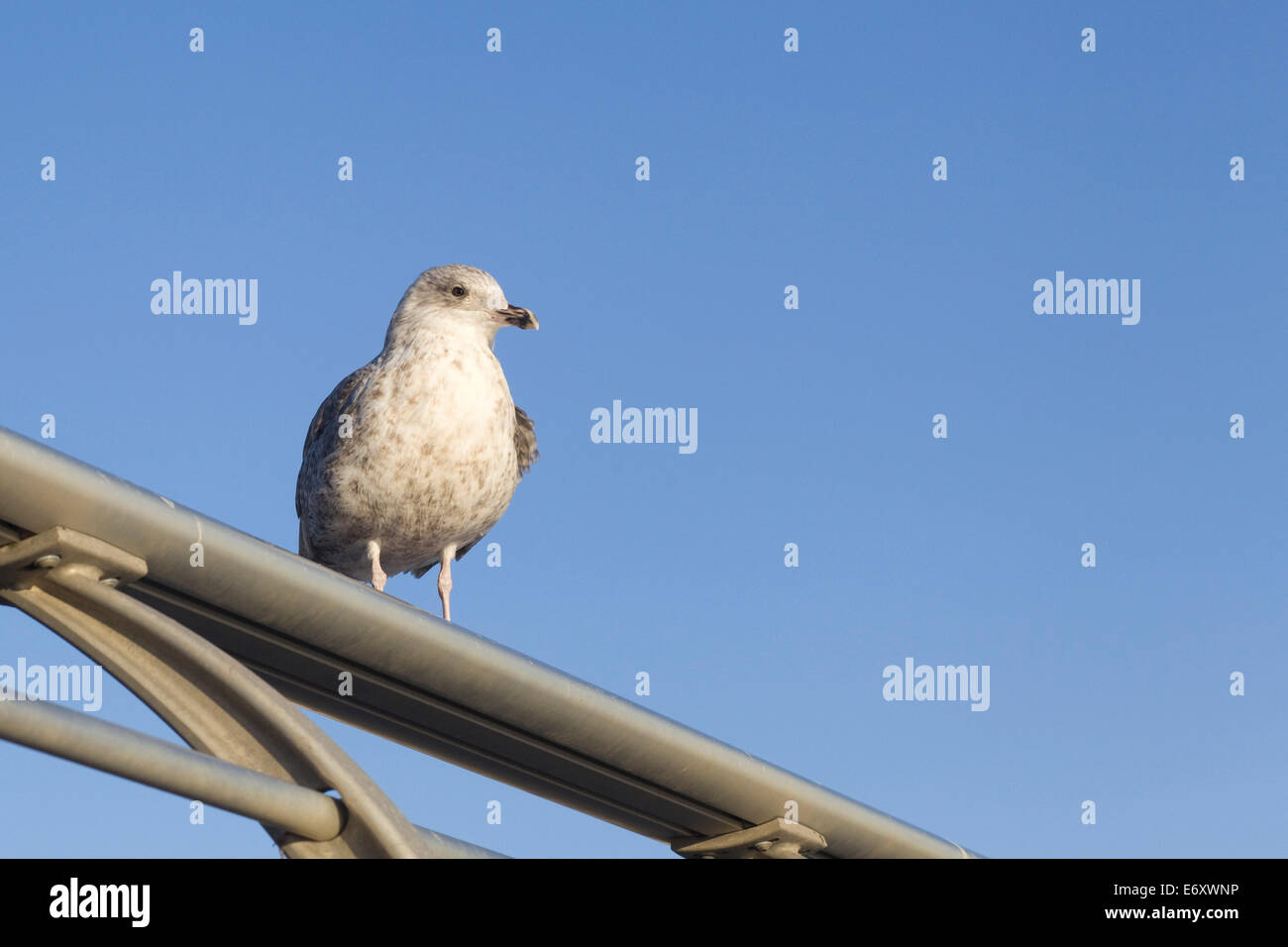 Seagull on a pole with a blue sky Larus canus Stock Photo