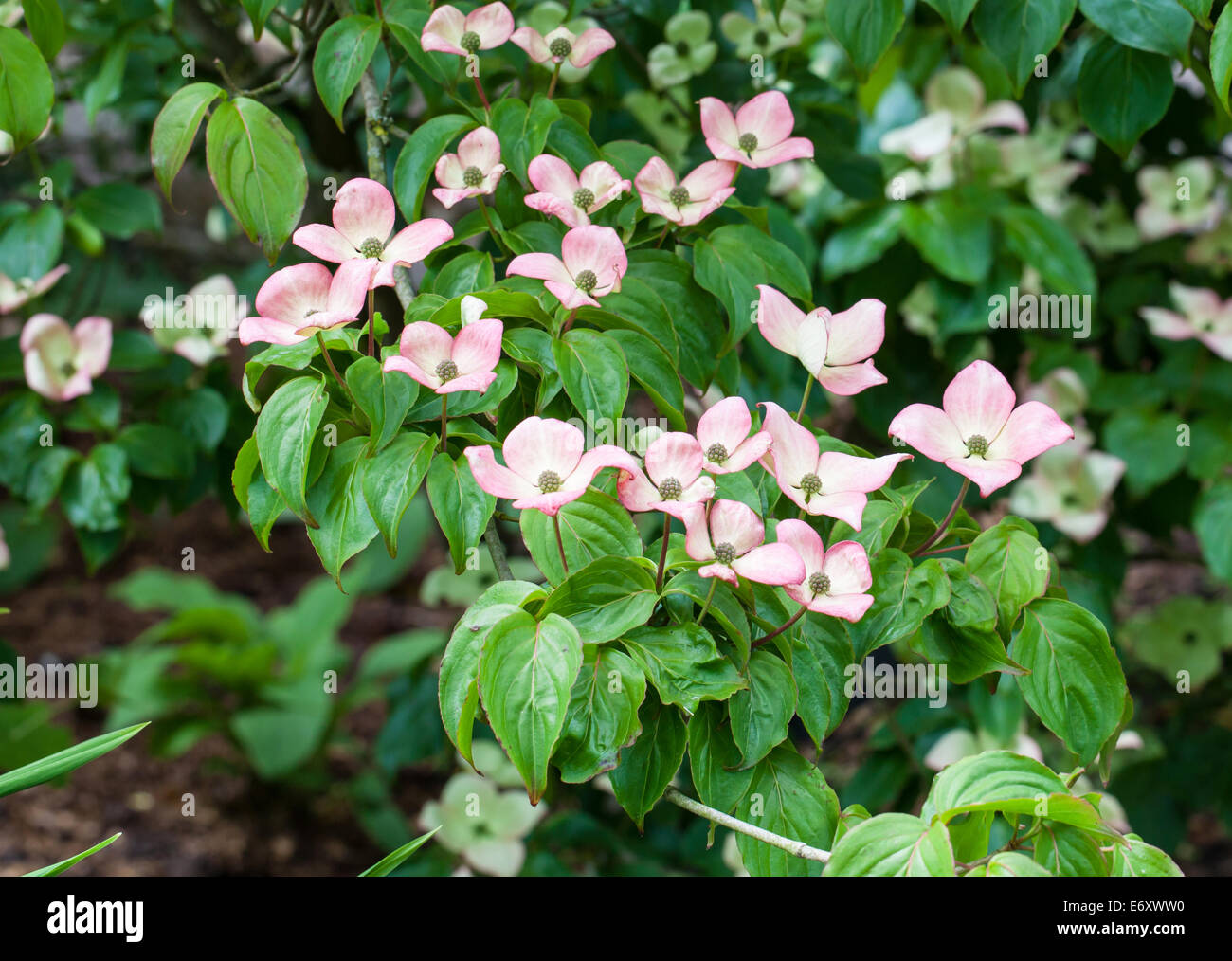 The brightly coloured pink flowers of a Japanese Kousa flowering dogwood (cornus kousa) 'miss satomi' Stock Photo
