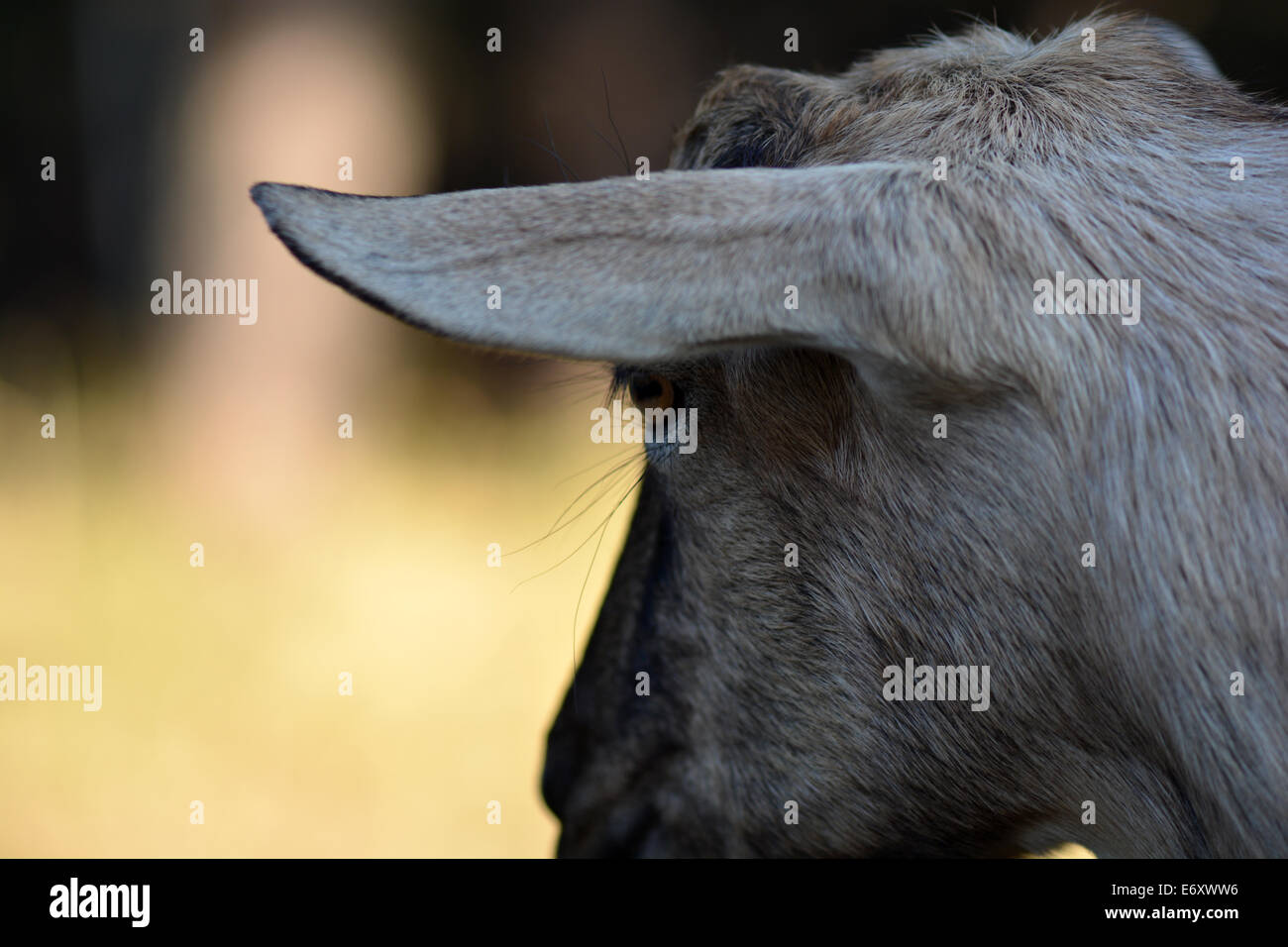 Head shot of goat Stock Photo