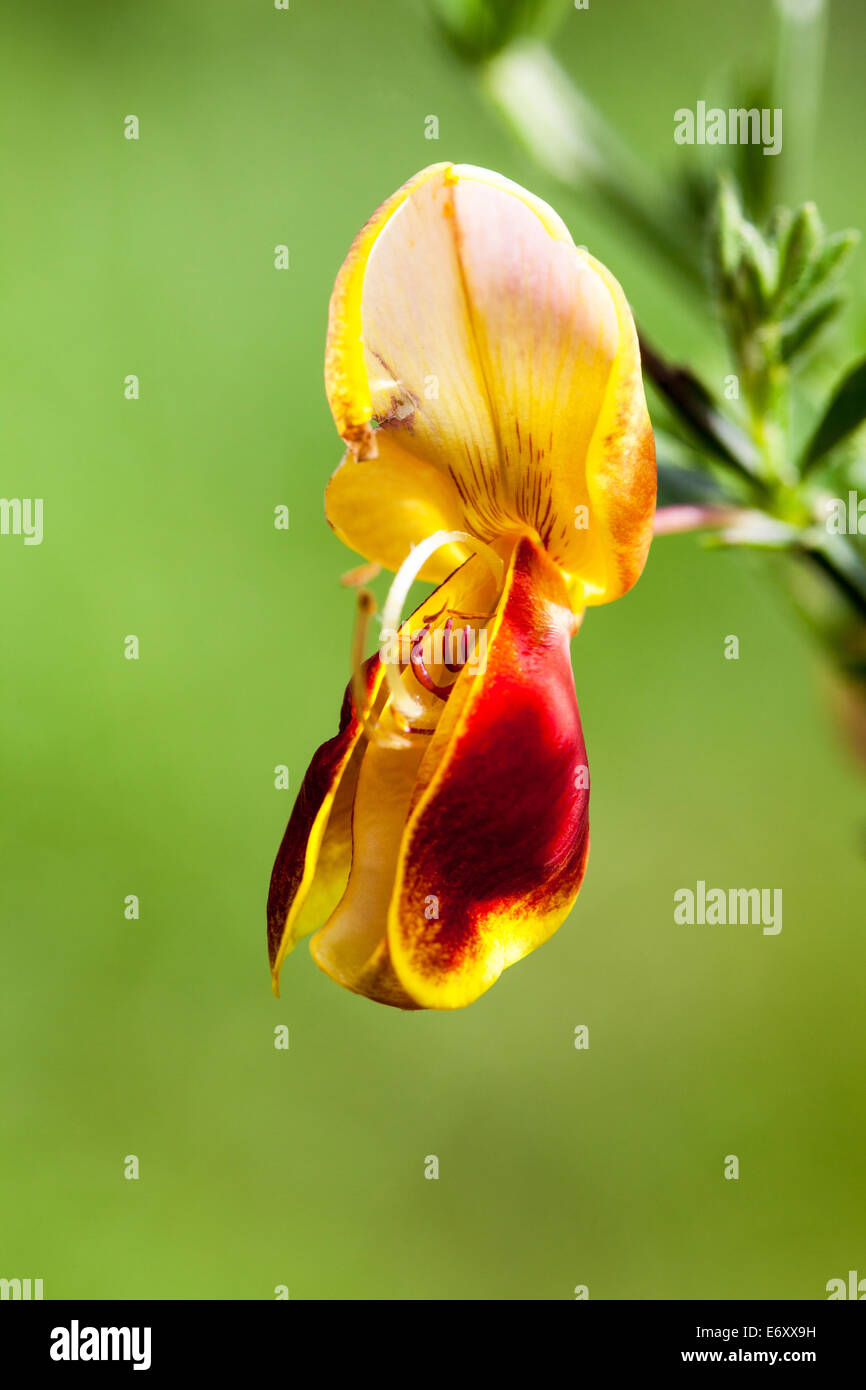 A close-up shot of a single red and yellow flower of a Common Broom Cytisus scoparius Stock Photo