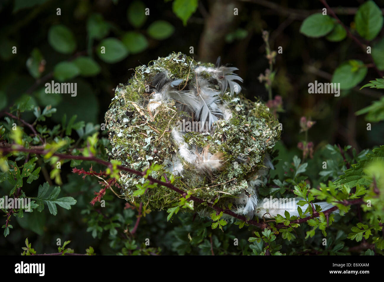 Feather and moss-lined birds nest in a hedgerow Stock Photo