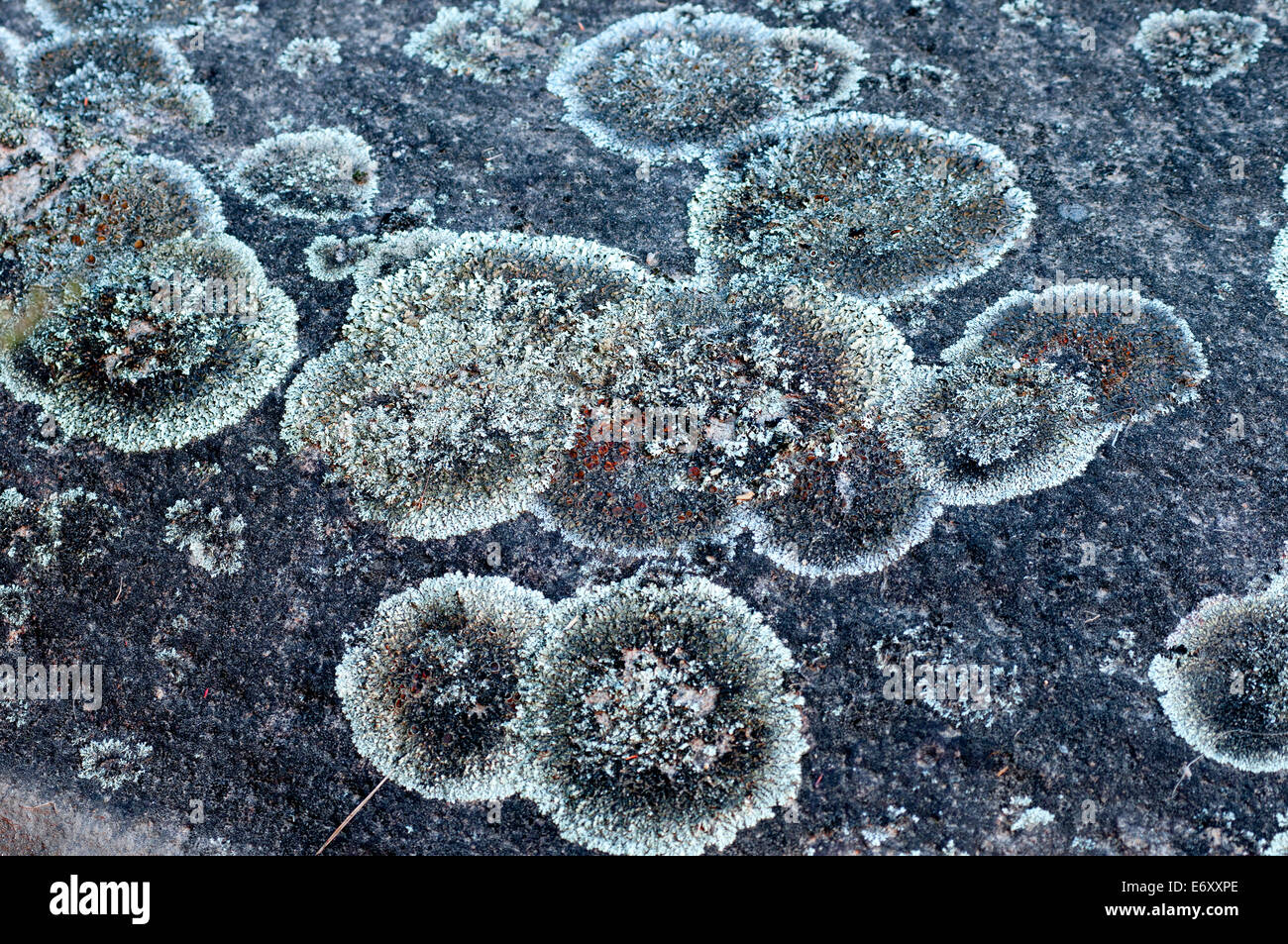 Lichen covered granite rocks along the Genoa River, Coobracambra National Park, Victoria, Australia Stock Photo