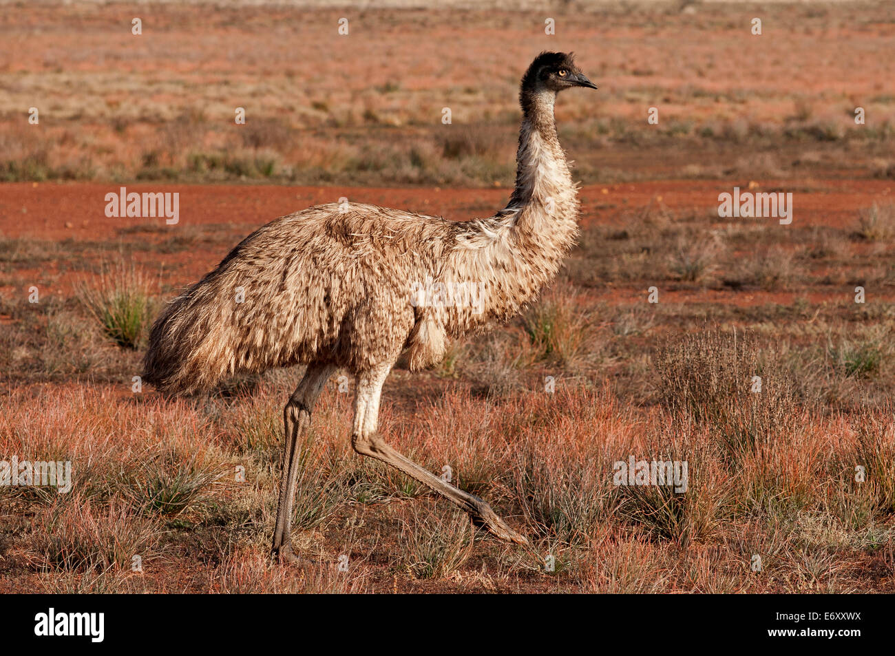 Emu, Flinders Ranges, South Australia, Australia Stock Photo