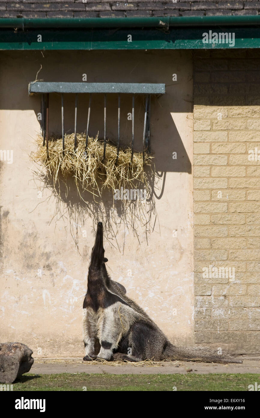 Anteater in captivity sitting in the sun eating hay Stock Photo
