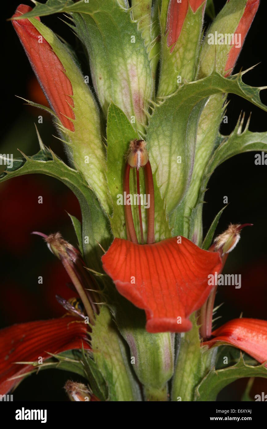 Acanthus sennii Stock Photo