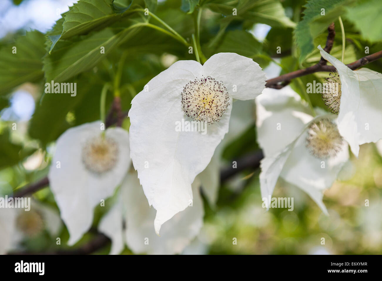Davidia involucrata or handkerchief tree with flowers Stock Photo
