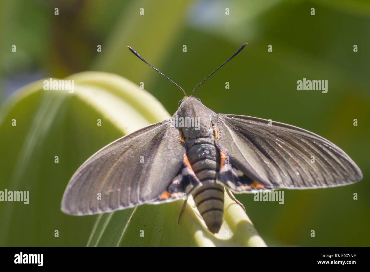 Palm moth hi-res stock photography and images - Alamy