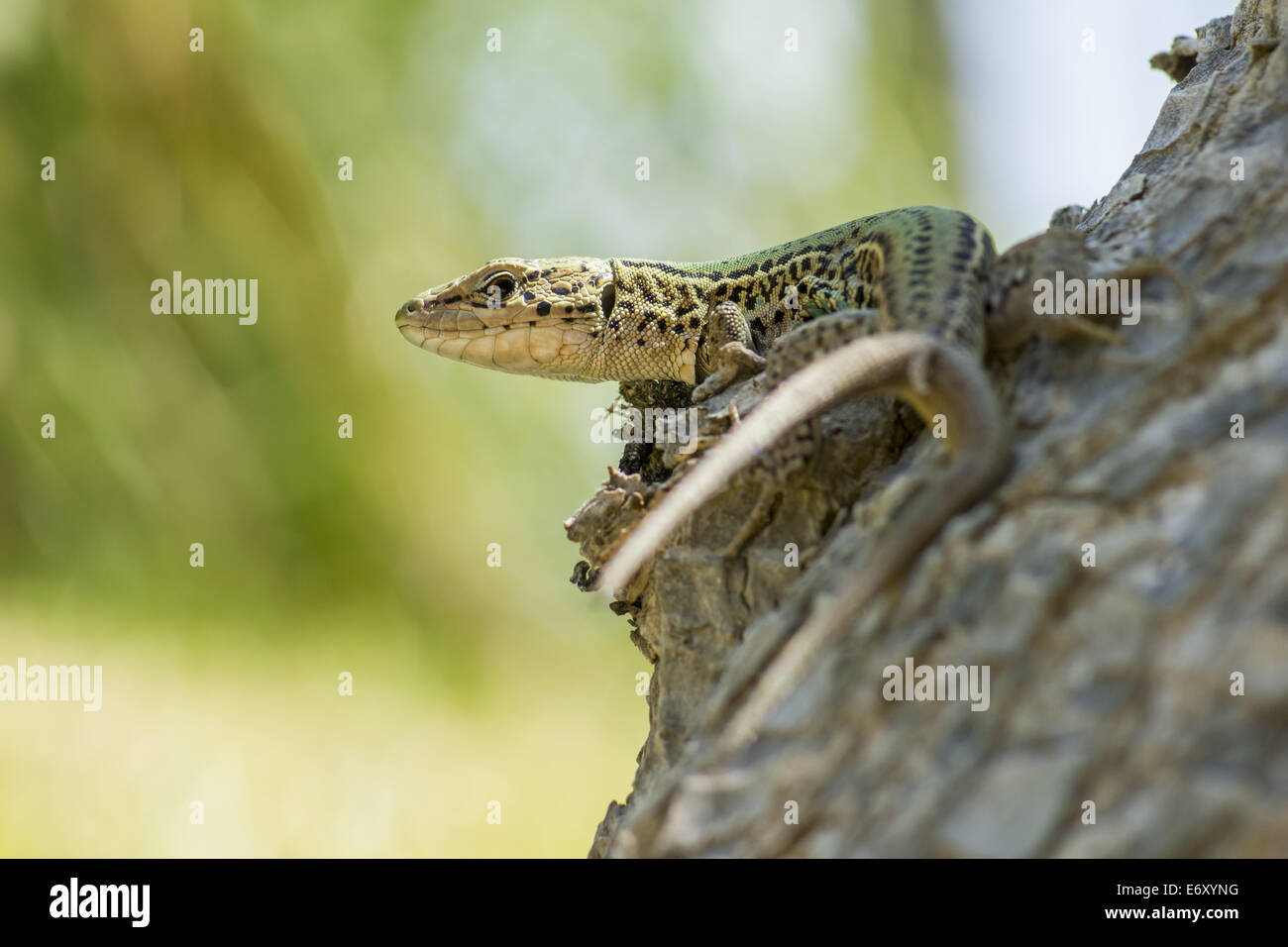 Portrait of a lizard Stock Photo - Alamy