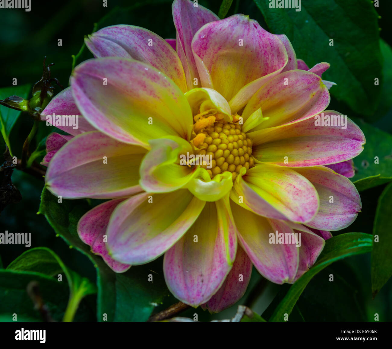 Pink and yellow dahlia flower hi-res stock photography and images - Alamy