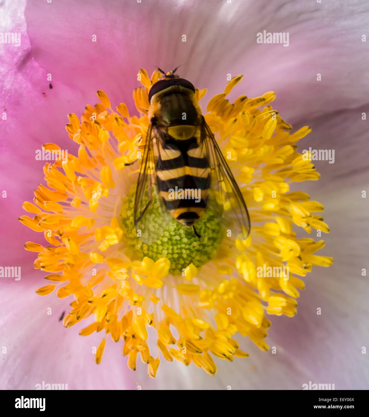 Hoverfly on pink flower Stock Photo