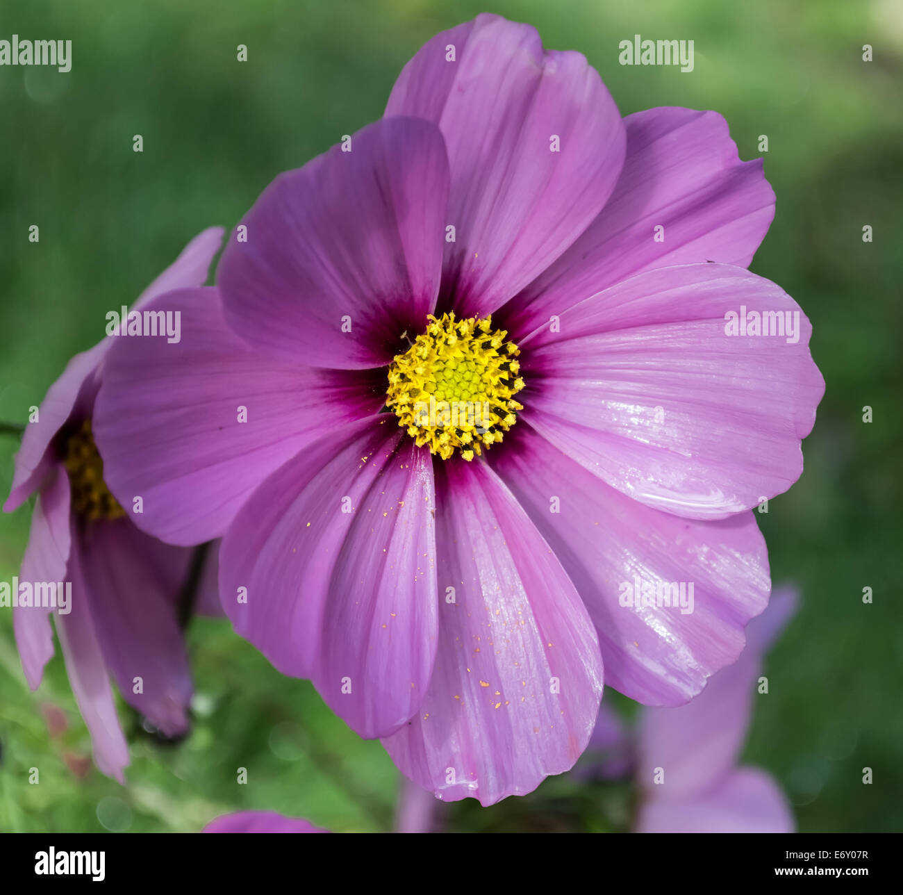 Pink cosmos flower hi-res stock photography and images - Alamy