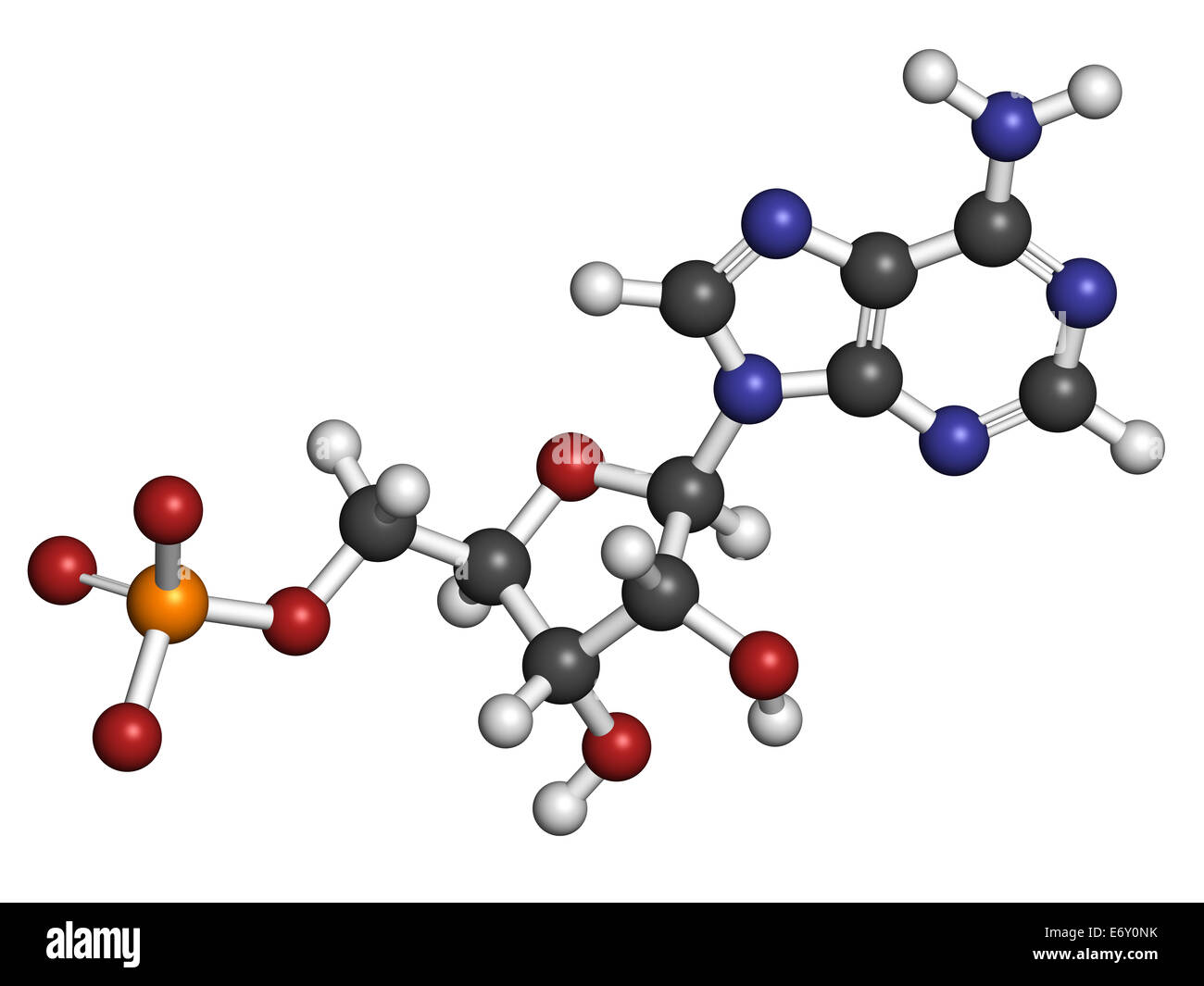 Cyclic adenosine monophosphate Cut Out Stock Images & Pictures - Alamy