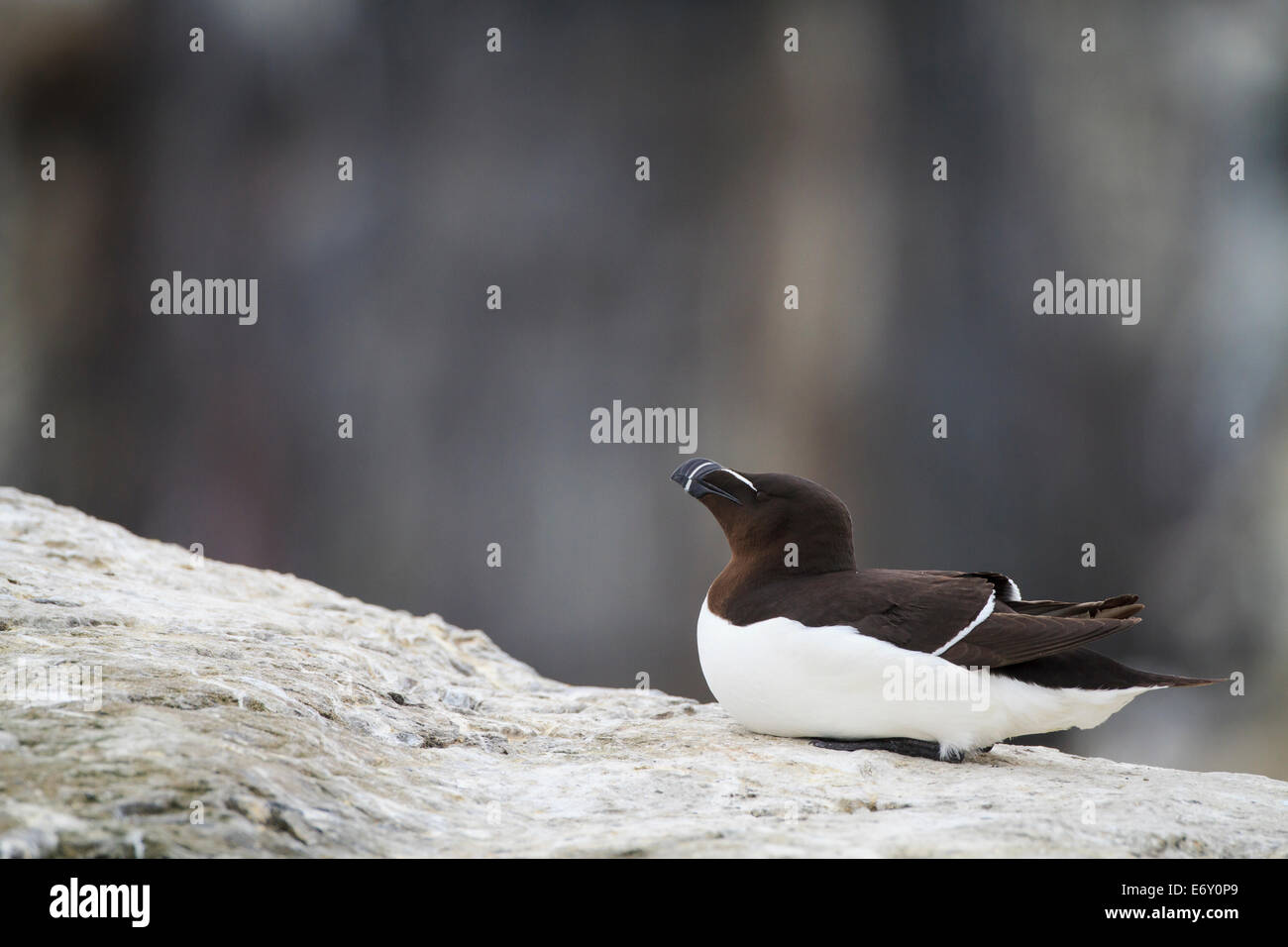 Razorbill hi-res stock photography and images - Alamy